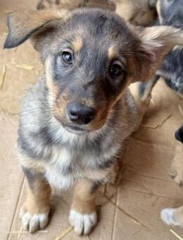 Lou - fröhliches Welpenmädchen - Hamburg