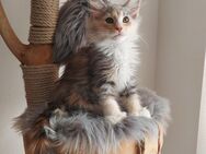 Maine Coon Polys - Wolnzach