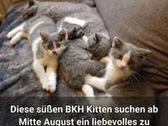 BKH Kitten - Lünen