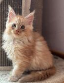 Maine Coon Kitten in 31547