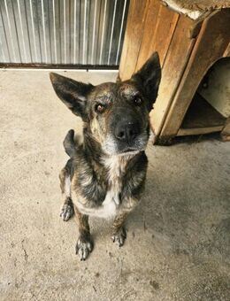 Ruhige Hündin Nikol - Velbert