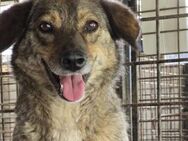 Die kleine Lexi wartet auf ihr Zuhause - München