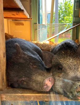 Zwergschweine suchen eine neue Bleibe - Aschheim