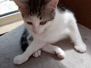 Katze 12 Wochen sucht zu Hause. - Rieden (Rheinland-Pfalz)