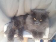 Kater EFE Grau BLH - Hamburg