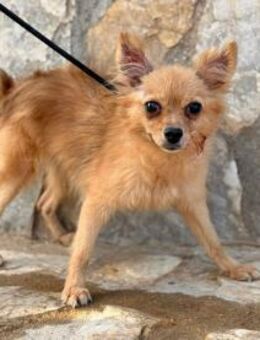 Nala ist voller Sehnsucht - Berlin