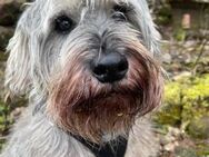 Eddy, Zwergschnauzer-Mix (geb. 05/2018) - Pegnitz