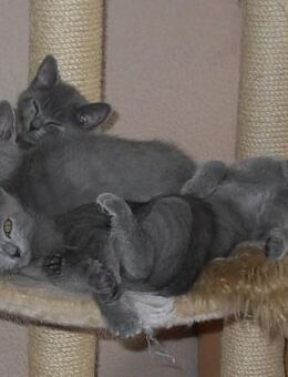 Reinrassige Kartäuser Kitten - Cadolzburg