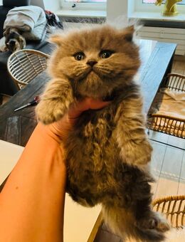 Briten aus Köln - Köln