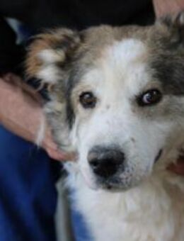 James - sehr liebenswert u. verschmust - Lohra