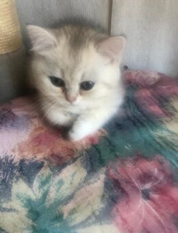 BKH Katze - Eppingen