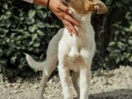 Lora❤️kleine Kämpferin sucht ihren Hafen - Rott (Inn)