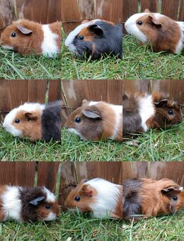 MEERSCHWEINCHEN Weibchen, Rex, glatte und Rosetten - Edingen-Neckarhausen