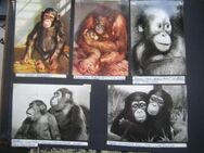 Postkarten Album mit Tiermotiven Raubkatzen , Affen , Hunde , Tierpark - Berlin