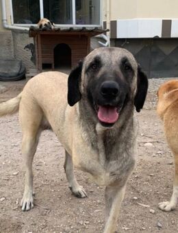 Ishara - Schönheit auf 3 Beinen - Beckingen