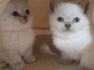 BKH Kitten Kätzchen reinrassig - Gechingen