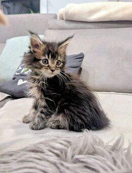 Mainecoon Kitten reinrassig , Eltern gengetestet - Schweinfurt