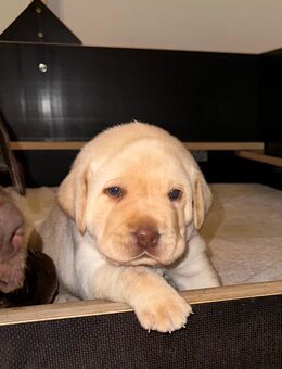 Reinrassige Labrador-Welpen abzugeben - Meschede (Kreis- und Hochschulstadt)