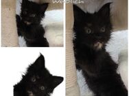 Reinrassige Maine Coon Kitten weiblich - Bernburg (Saale)