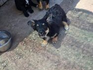 Peppi sucht liebevolles zu Hause - Leonberg (Baden-Württemberg)