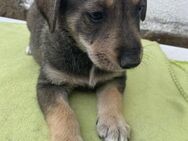 🧡Verspielter Welpe Phil🐶✨ - Eislingen (Fils)