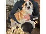 Fox - Pflegestelle oder Zuhause gesucht! - Oberwies