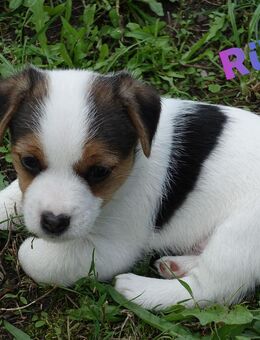 Reinrassige Jack Russell Welpen o. Pap. aus liebevoller Aufzucht! - Gransee Zentrum