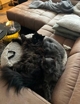 Maine Coon Kater Geschwister Duo - Finnentrop