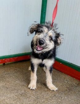 Ozzy - sucht eine herzliche Familie - Köln