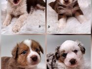 Miniature Australian Shepherd Welpen mit Papieren - Kyffhäuserland