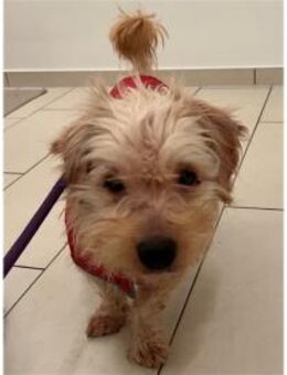 Watson2 - wartet in 91083 Baiersdorf - Oberwies