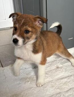 Amy - kleines bezauberndes Hundemädchen - Velbert