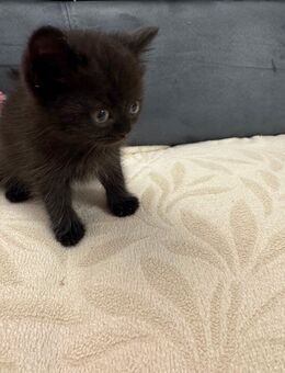 Babykatze BKH und Bengal Mix - Tettnang