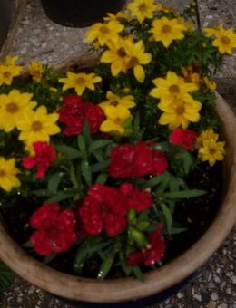 Blumen- und Gemüsesamen - Waldheim