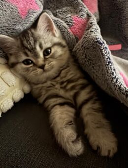💙 Verspielter 13 Monate alter Kater sucht liebevolles Zuhause – in Koblenz abzugeben - Koblenz