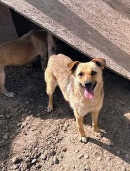 Zarte kleine Hündin Mery sucht Zuhause - Düsseldorf