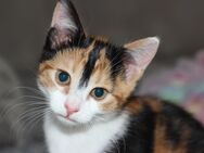 Kätzchen, Kitten, Babykatze - Straubing
