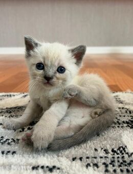 Süße Ragdoll Bkh mix kitten selten - Osnabrück