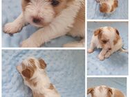 Yorkshire terrier welpen Biewer und Golddust - Emstek