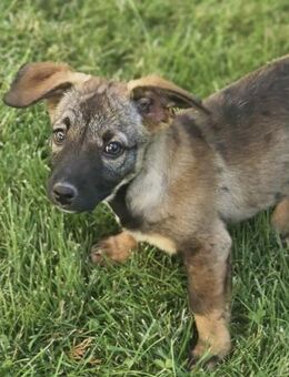 Emma 35 cm 4-5 mon. - Finning