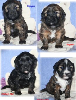 Kirsei-Kra Tibet Terrier Welpen ( VDH / ILT ) - Scheuerfeld