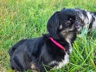 Wurfankündiging Pekinese / Shih-Tzu Mix - Offenhausen