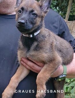 Belgische Schäferhundwelpen 9 Wochen zu verkaufen - Sottrum
