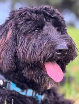 Simba - Rüde - Neuhausen (Fildern)