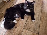 Maine coon Dame 7 Monate jung - Halberstadt