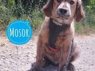 Mosor möchte Liebe erfahren - Flörsheim-Dalsheim