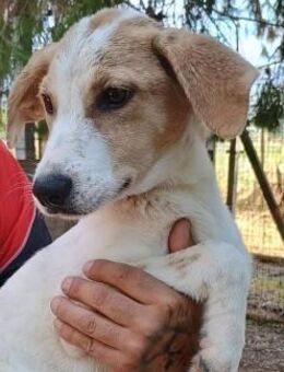 ALTEA - möchte ein zu Hause - Oberhausen (Rheinland-Pfalz)