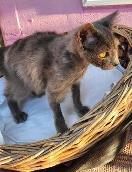 Junger, süßer Kater Tom - Karlsruhe