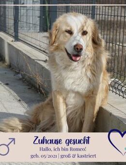 sanfter Romeo - sucht sein Zuhause - Philippsburg