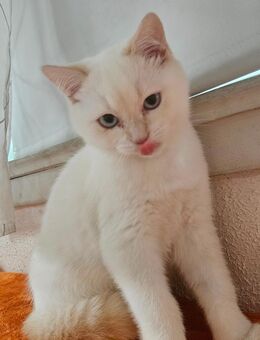 BKH Bicolor Kater blaue Augen Kitten - Backnang